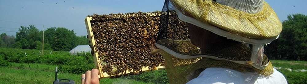 Bee/Honey Fact Image
