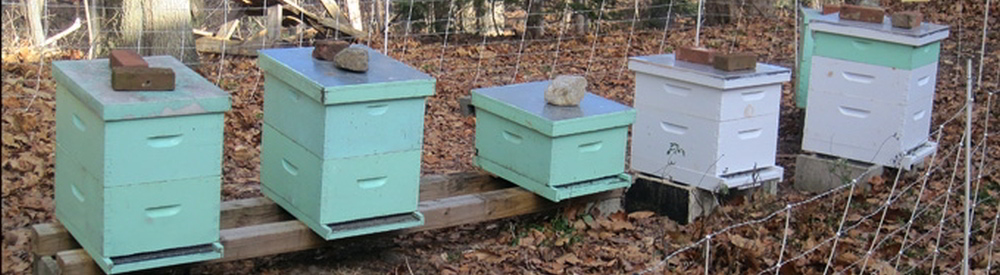 Bee/Honey Fact Image